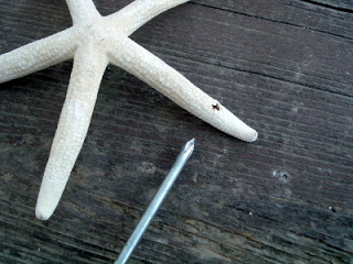 starfish with poked hole and screwdriver