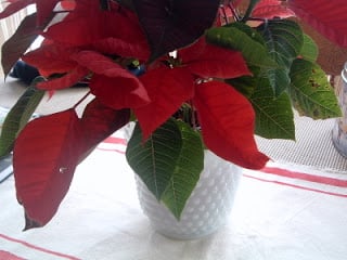 poinsettia on a red striped table runner
