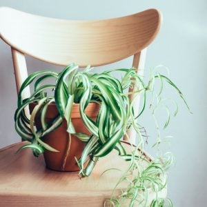 Find the best house plants for those with allergies! These plants actually help to clean the air!