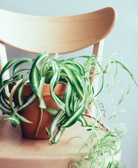 Find the best house plants for those with allergies! These plants actually help to clean the air!