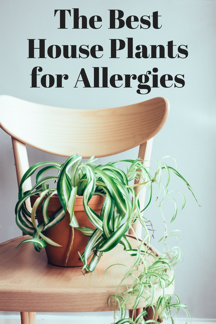 Find the best indoor plants for allergies!  These plants actually help to clean the air!