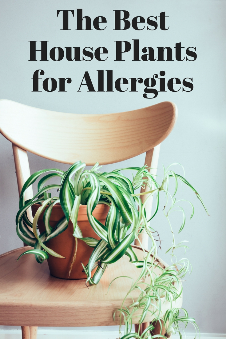 Find the best indoor plants for allergies! These plants actually help to clean the air!