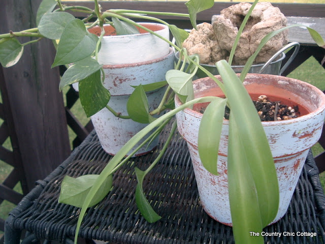 plants potted in painted terra cotta pots