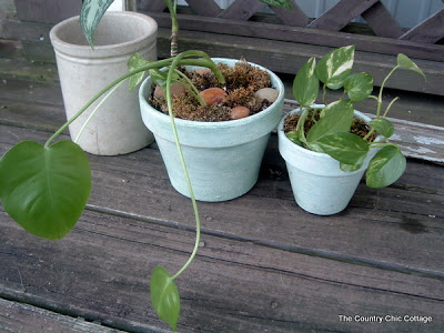 antiqued pots with plants