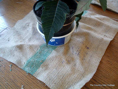 placing a plant on top of burlap