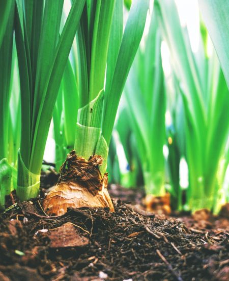 flower bulb 101