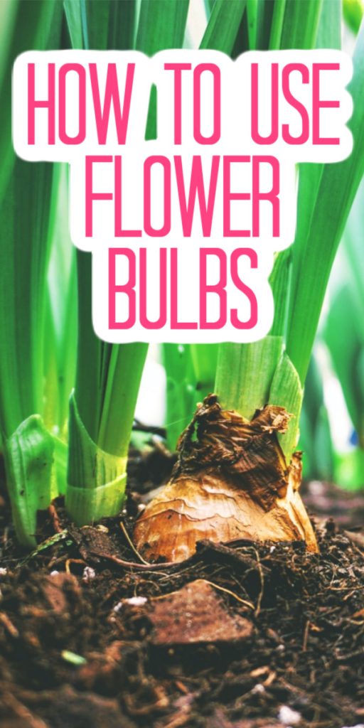 Want to add a flower bulb or two to your garden and don't know where to start? Let our guide help! #flowerbulbs #flowers #flowerbed #garden #gardening