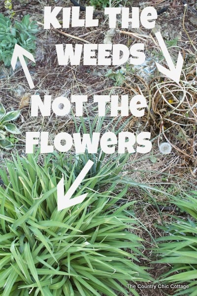 kill grass and weeds but not flowers