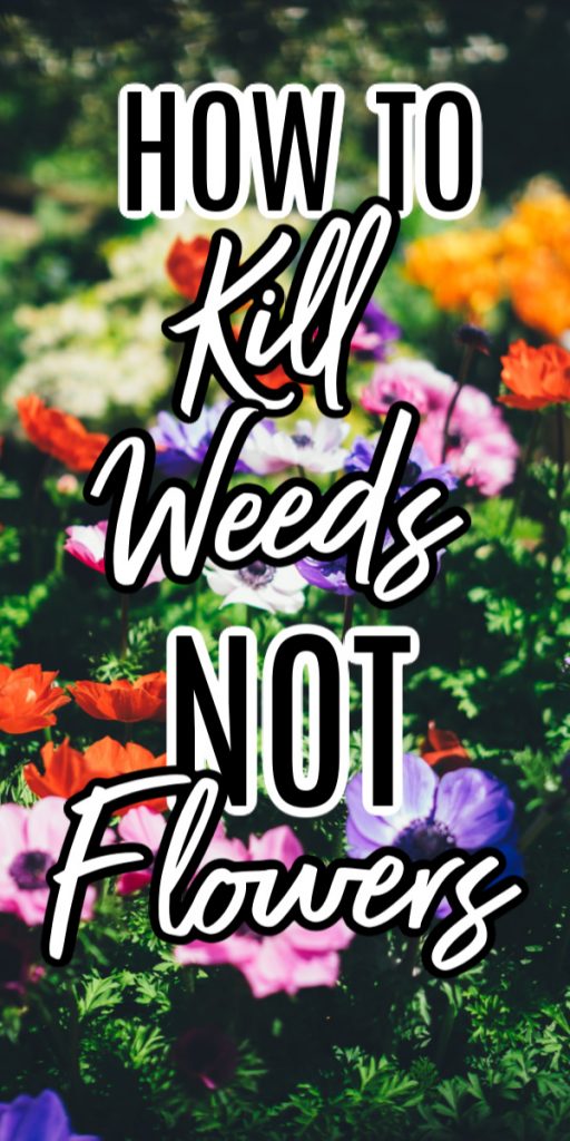 Kill weeds NOT flowers. See this amazing product in action that can be used in your flower bed to kill weeds but leave the flowers perfectly healthy. #garden #gardening #weeds #spring #summer #flowers #flowerbed