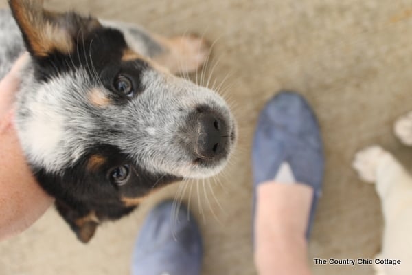 dog photo bombing the picture of shoes