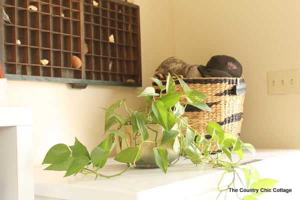 Farmhouse mudroom ideas, a green plant on top of a freezer.