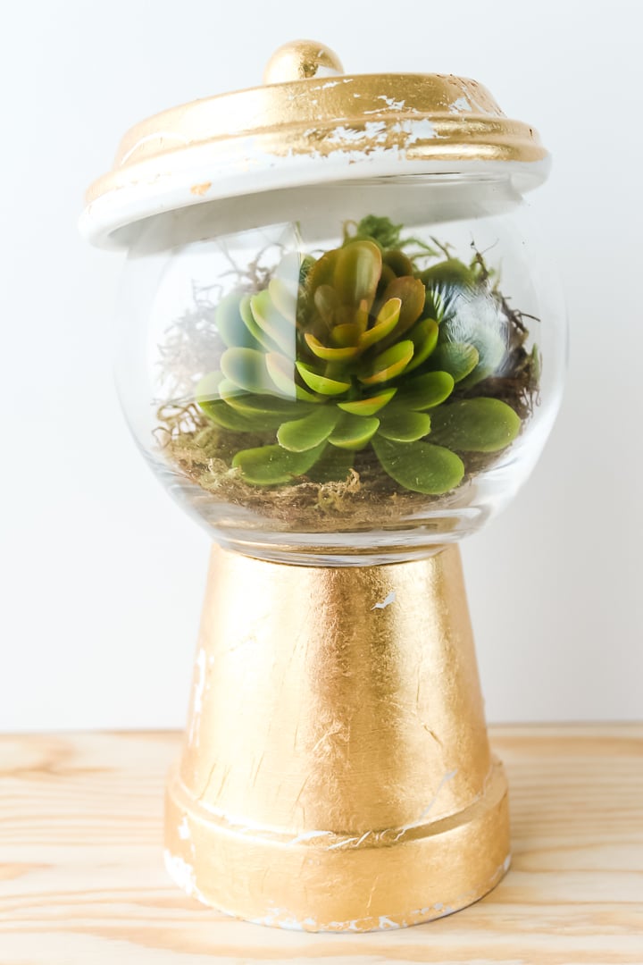 plantes succulentes dans un terrarium