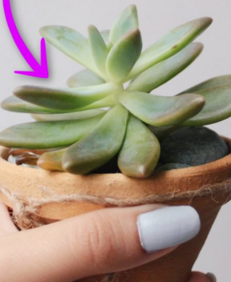 succulent crafts