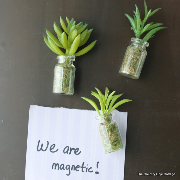 Succulent jar magnets on fridge