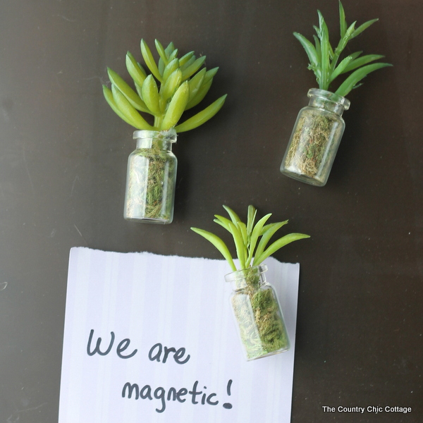 Mini Succulent Magnets