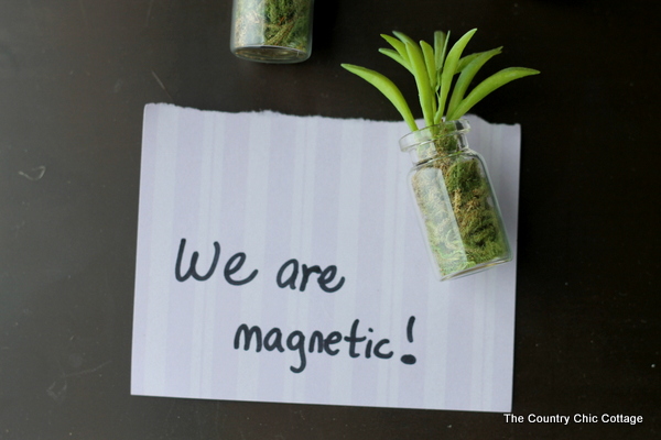 succulent jar magnetic holding paper that says "we are magnetic!"