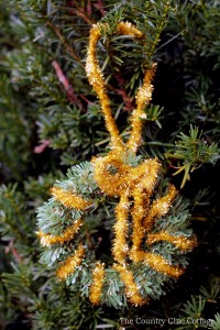 green wreath ornament