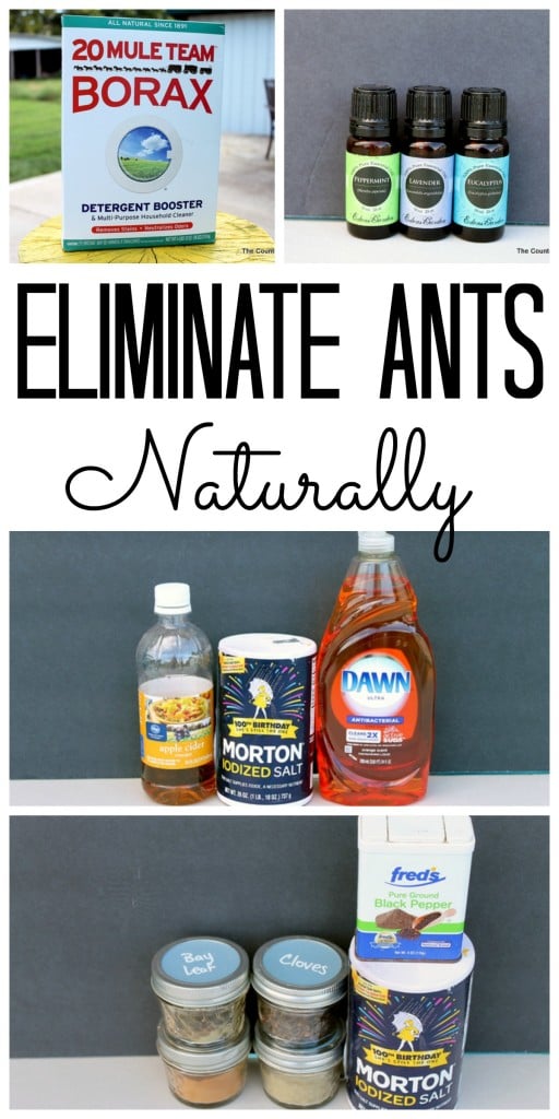 natural home remedies for ants pin image