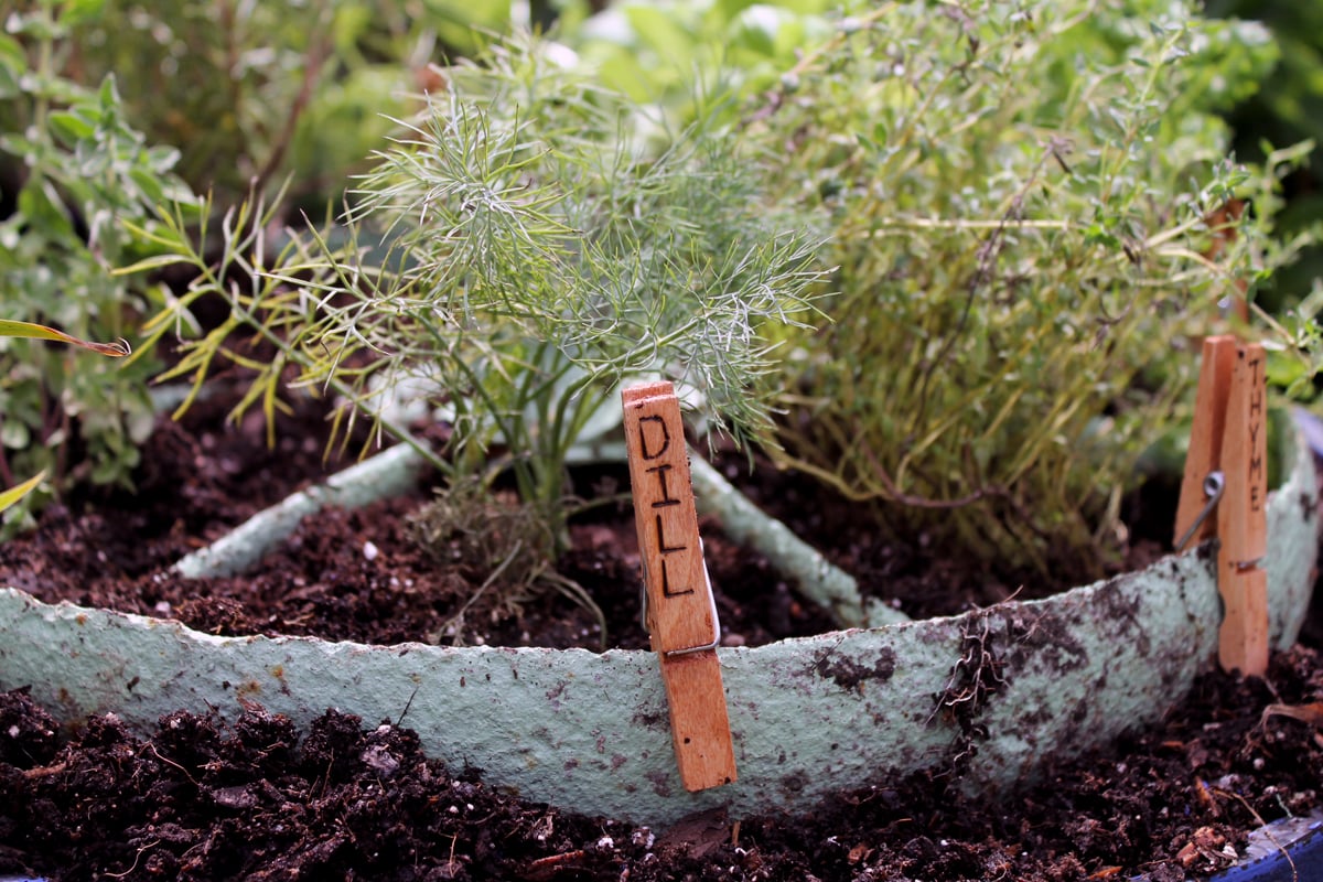 Herb garden design - make a rustic herb garden with an old wheel! Plus instructions on making clothespin herb markers!