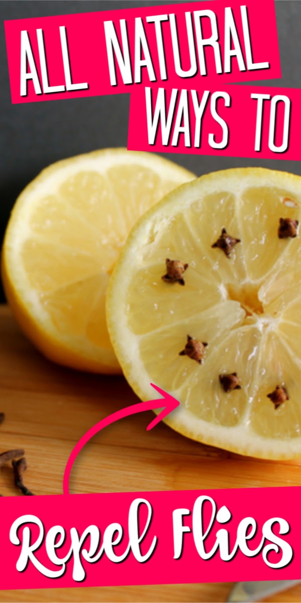 4 Ways to Make Natural Fly Repellent The Country Chic Cottage