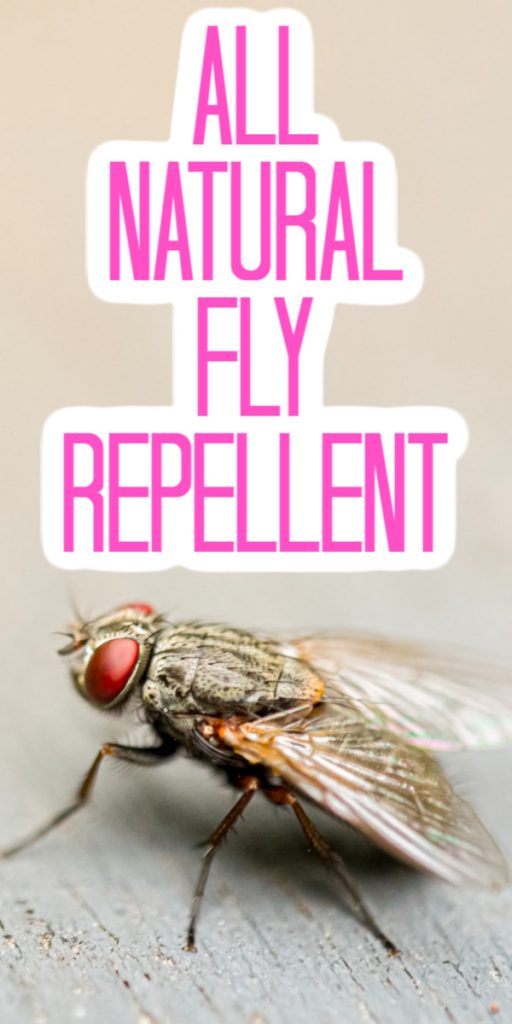 Give these natural solutions a try around your home to repel the flies outdoors or inside! #flies #bugs #summer