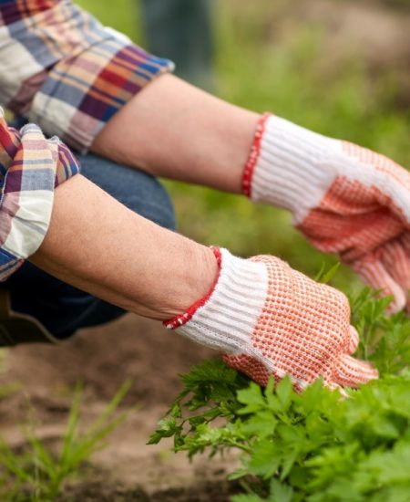 Learn the best ways to kill weeds in your flowerbeds, gardens, grass, and more!