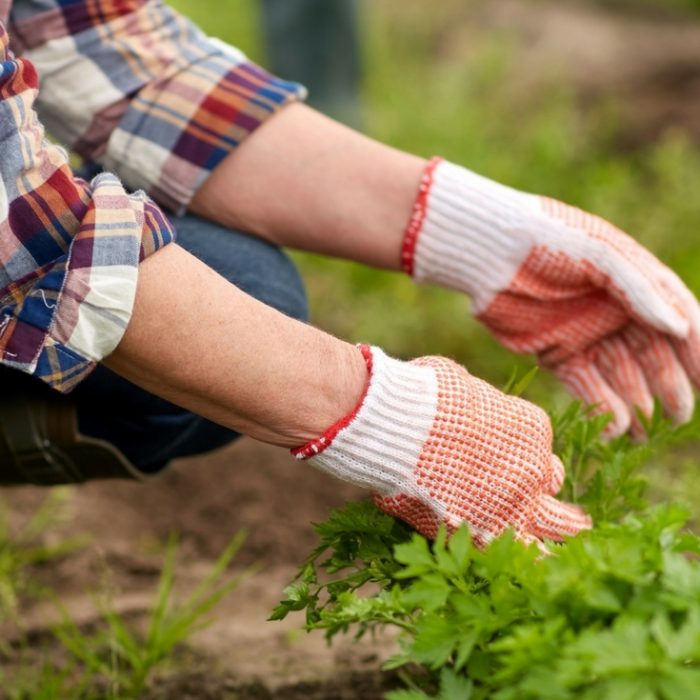 Kill Weeds NOT Flowers The Country Chic Cottage
