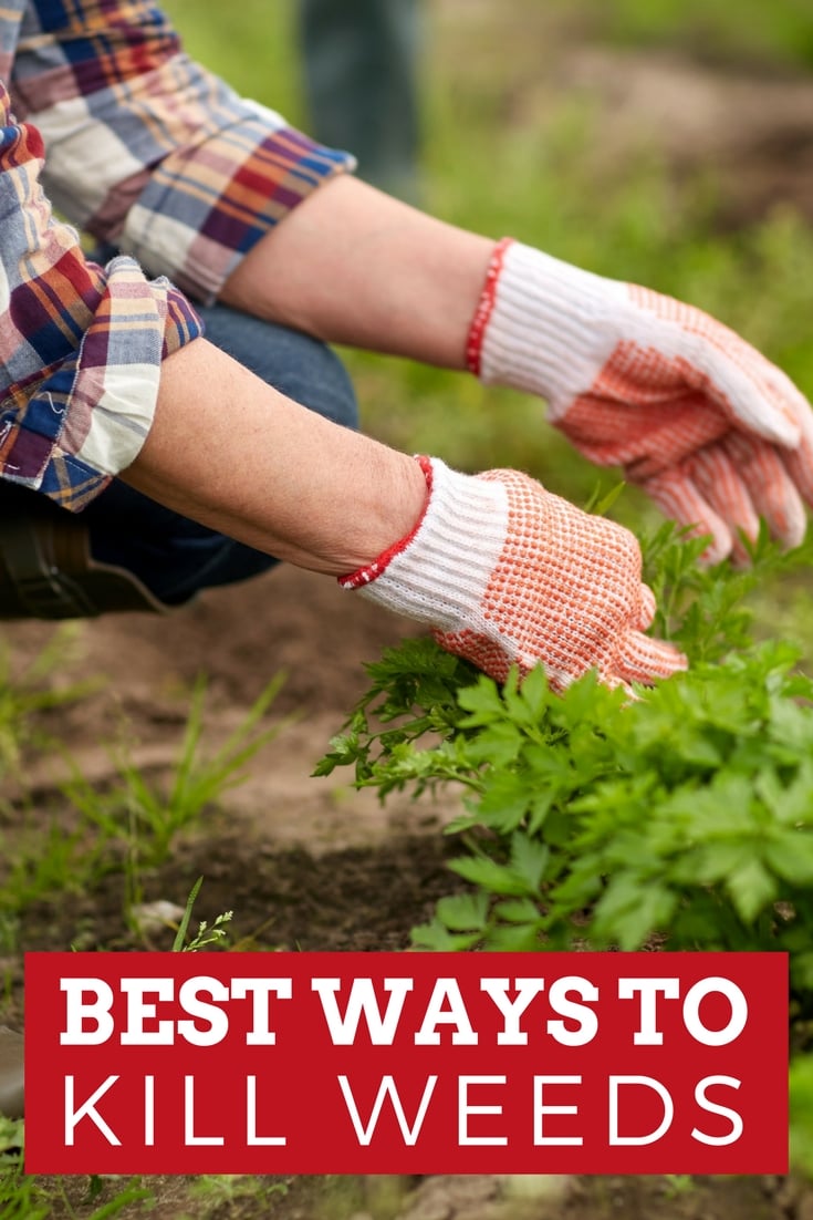 Learn the best way to kill weeds in your flowerbeds, gardens, grass, and more!