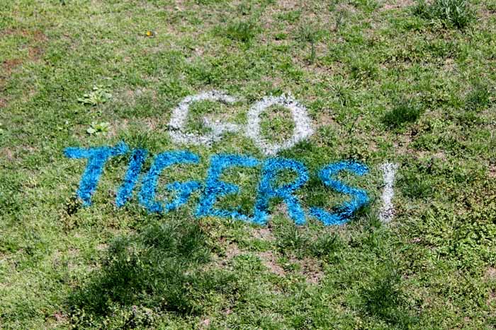 "go tigers!" written in spray chalk on the lawn