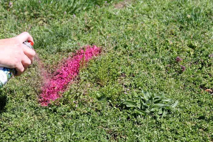 spraying chalk onto lawn