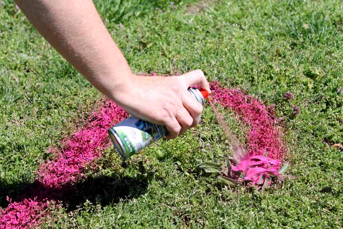 writing message in pink spray chalk