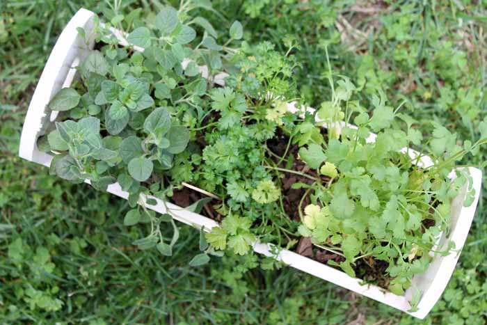 Make this herb garden planter in just minutes! A fun way to add some herbs to your patio this spring!
