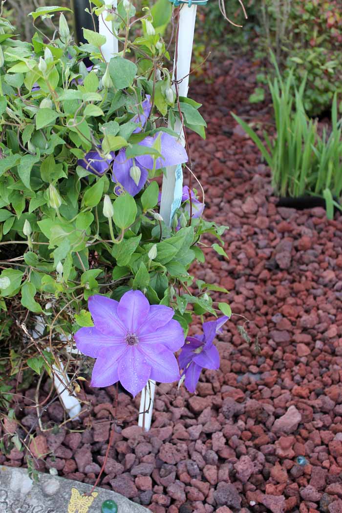 Mulch Alternatives - adding curb appeal to your home with alternatives to traditional landscape materials!