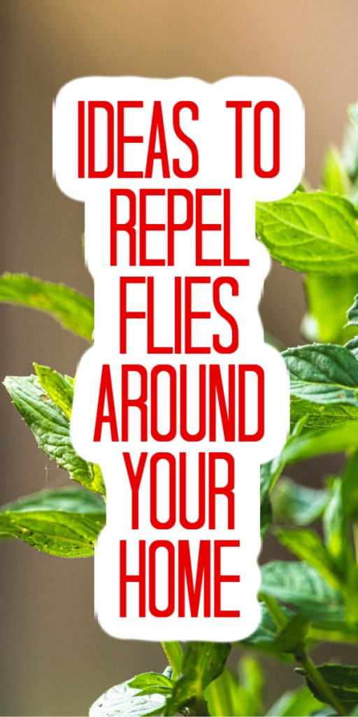 repel flies around your home