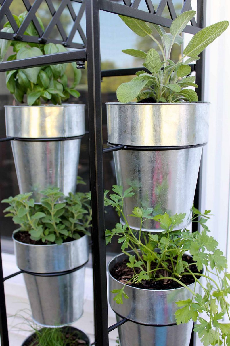 herbs planted in galvanized buckets