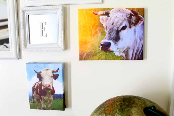 Cow prints hanging on wall