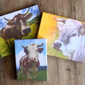 Make a cow canvas with a free printable cow image and some Mod Podge!