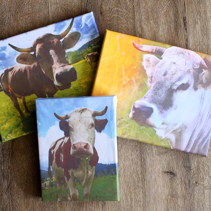 Three cow prints of various sizes