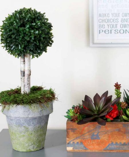 boxwood topiary, succulent arrangement on a table in front of a white wall