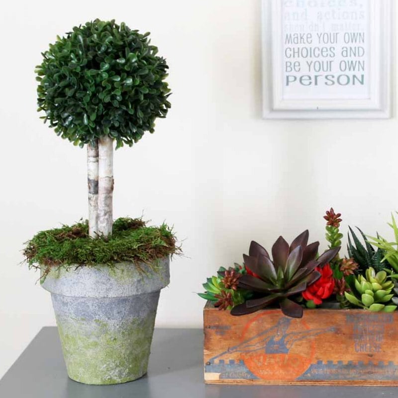 boxwood topiary, succulent arrangement on a table in front of a white wall