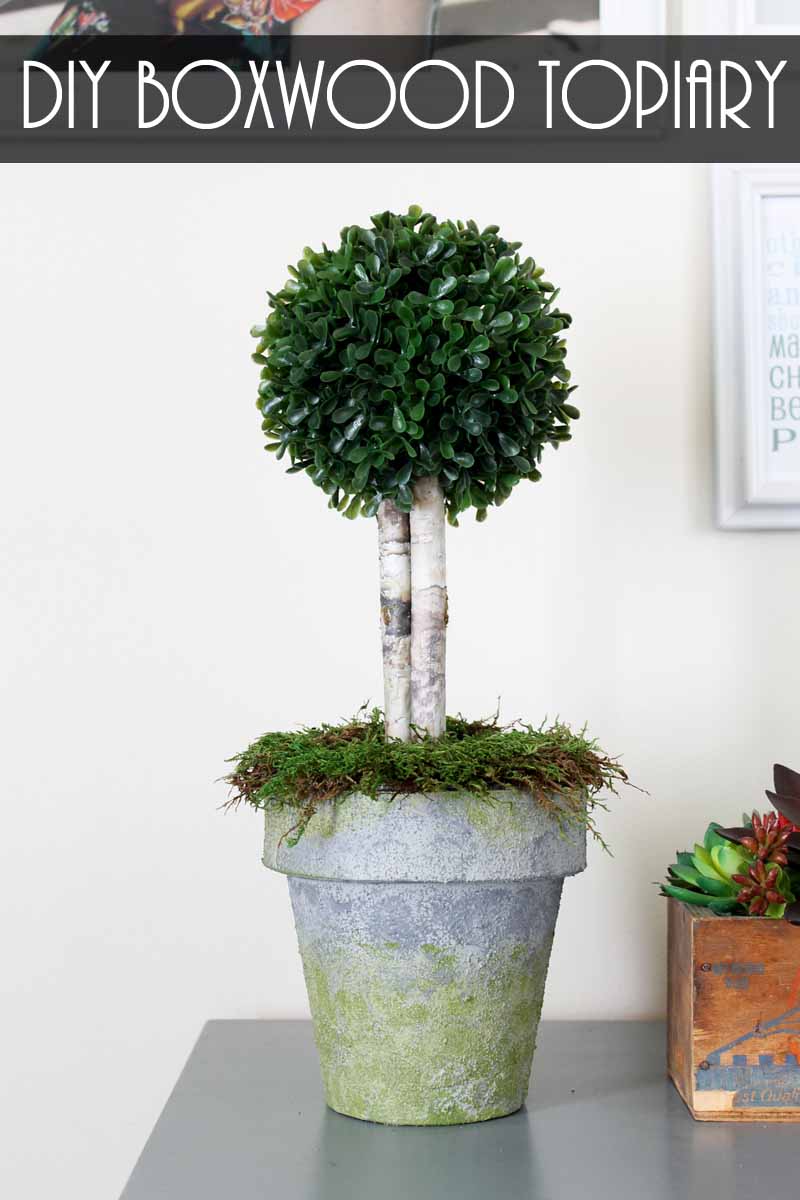 Concrete pot with boxwood topiary on a white wall