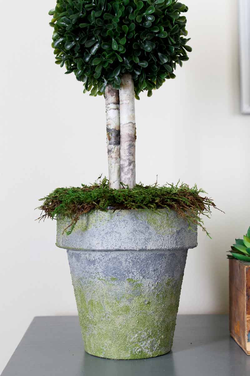 boxwood planter with moss coming out of the top