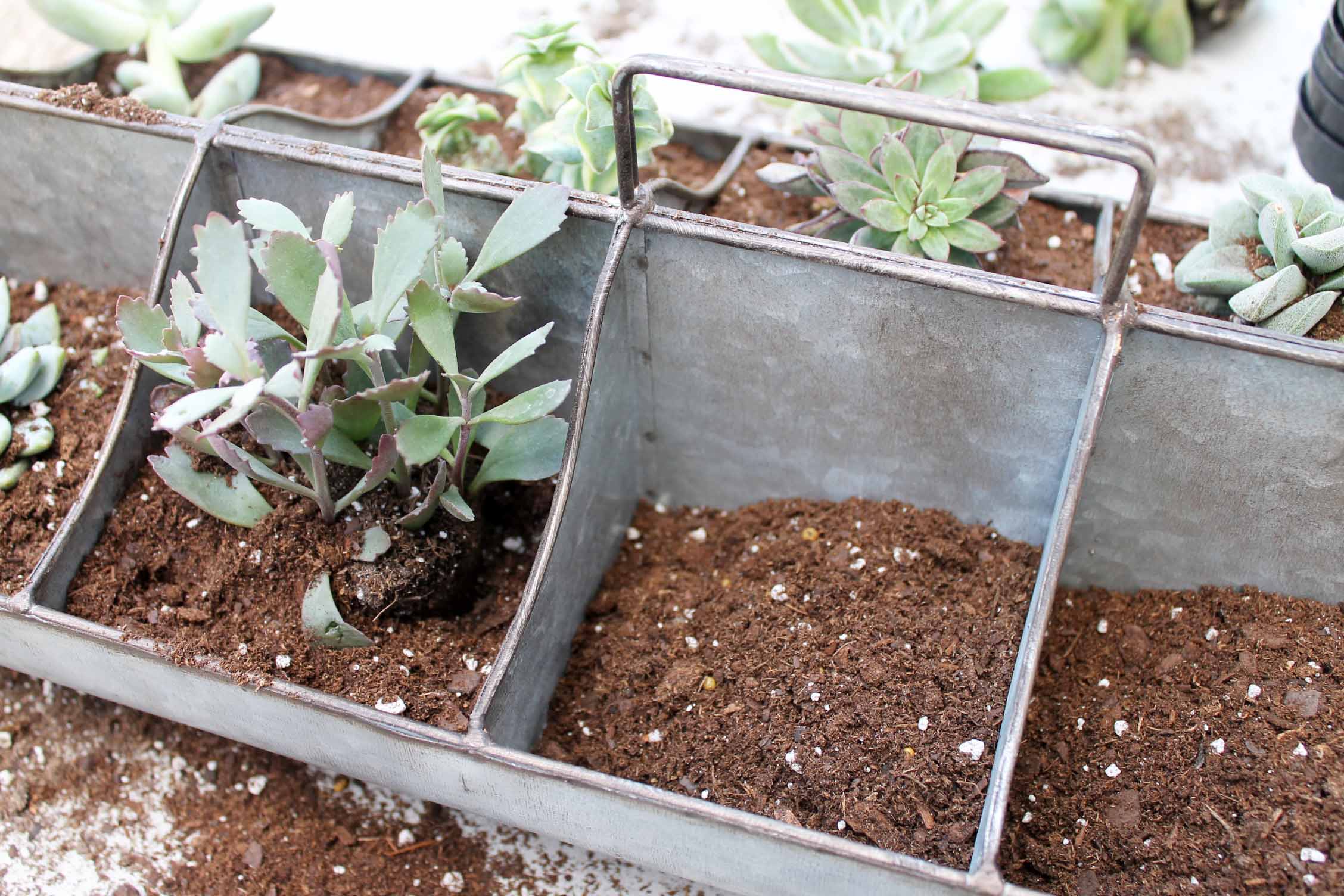 aluminum divided planter with succulents planted