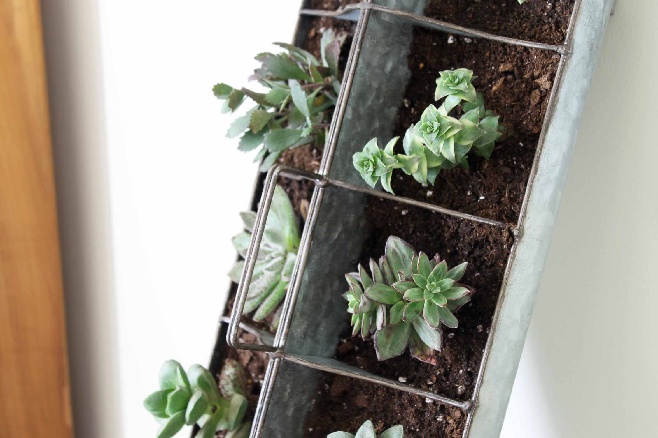 divided aluminum succulent garden