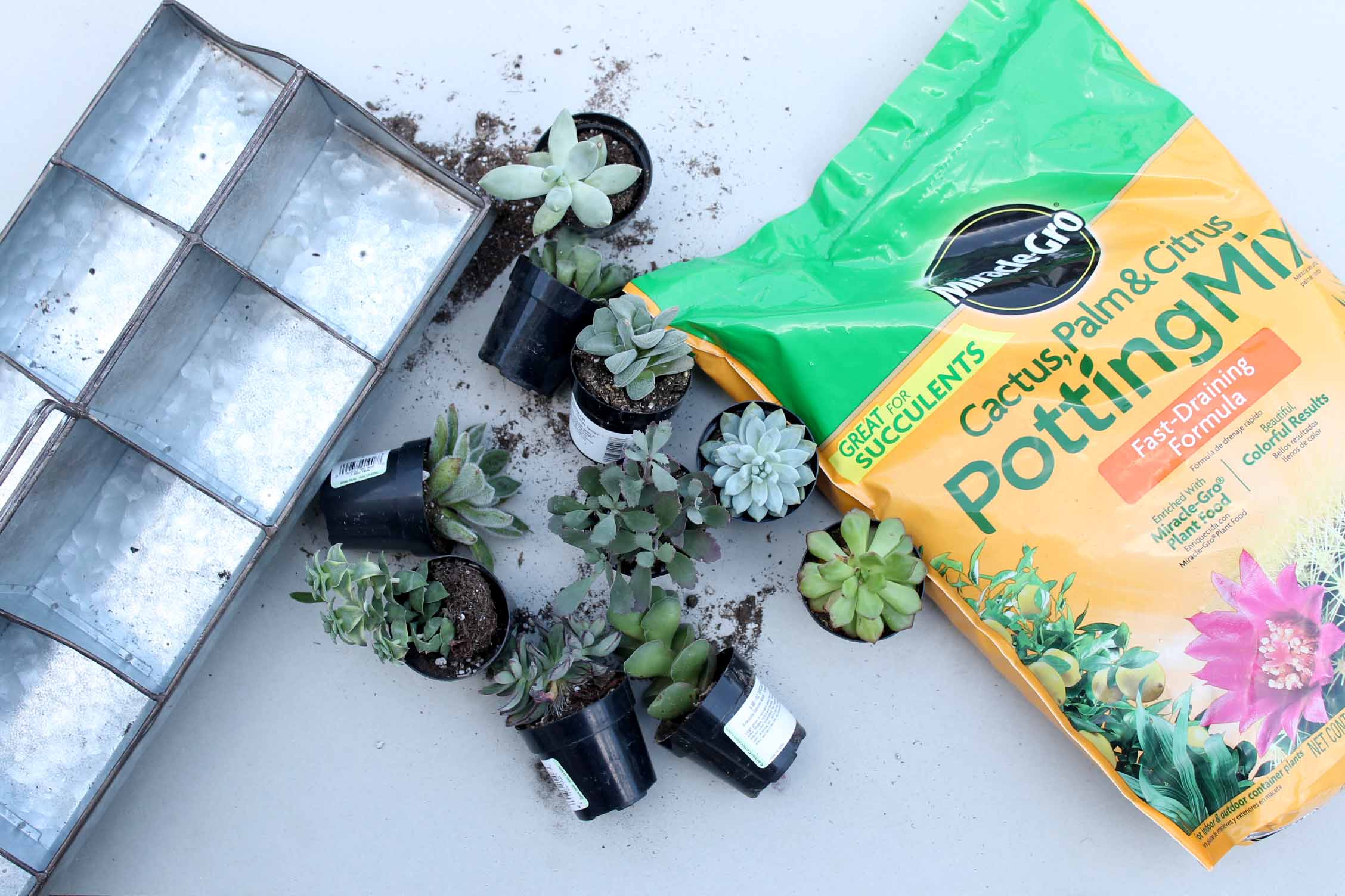 supplies to make an indoor succulent garden on a gray backdrop