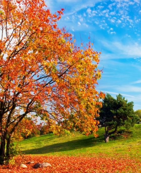 Fall Lawn Care - the details you need to know for the upcoming season change!