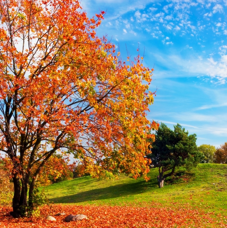 Fall Lawn Care - the details you need to know for the upcoming season change!