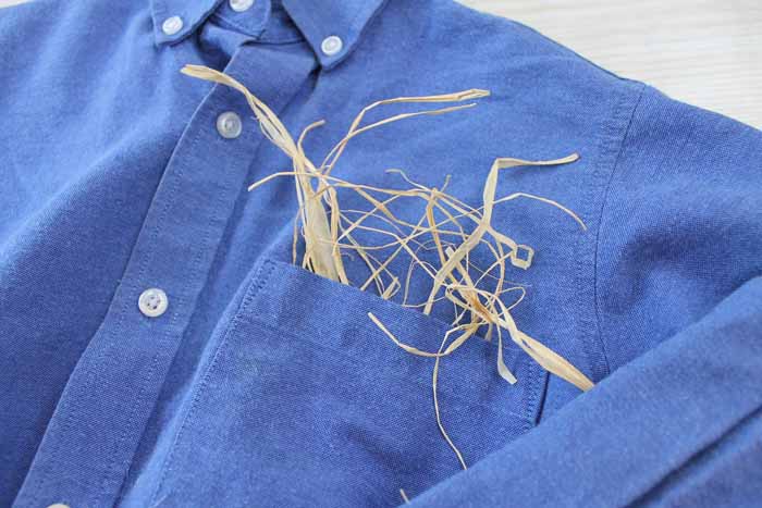 putting hay in a denim shirt pocket