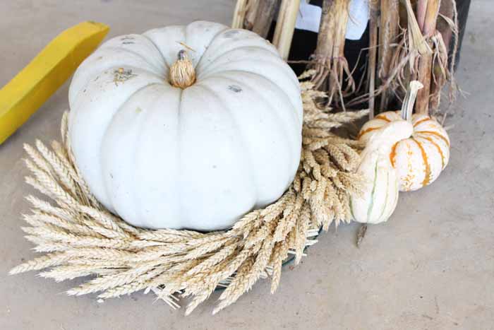 close up of pumpkin on wheat