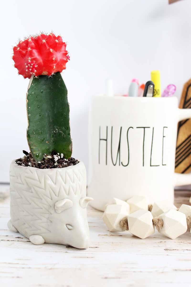 hedgehog flower pot with a cactus